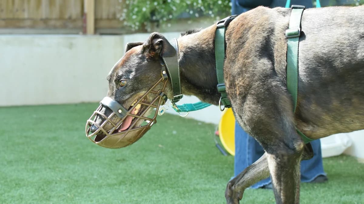 Gary, male 7yo Greyhound for adoption at Battersea Dogs & Cats Home, London