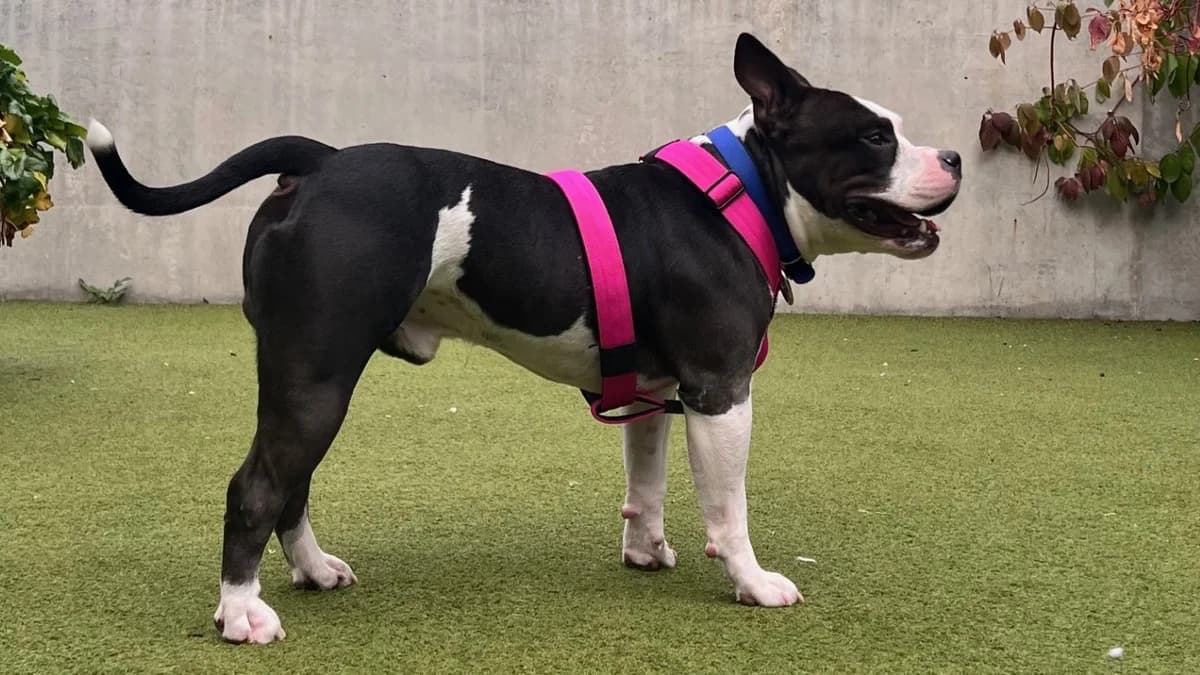 Georgie, male young mixed breed for adoption at Battersea Dogs & Cats Home, London