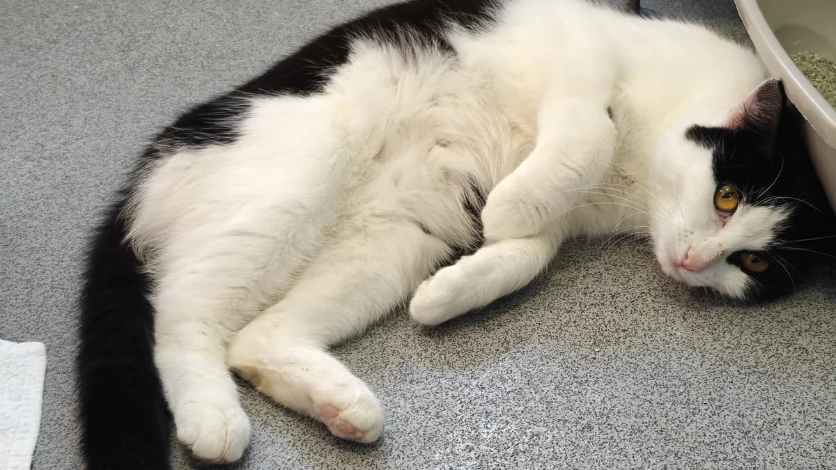 Goose, female mixed breed for adoption at London