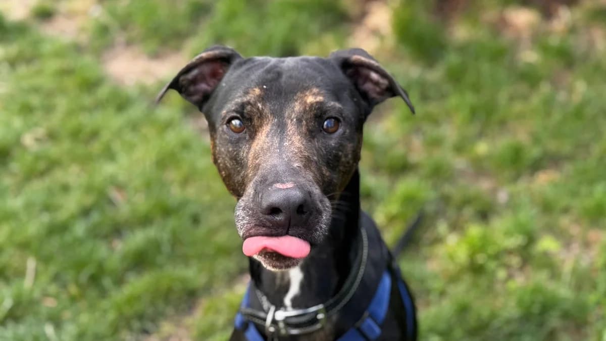 Groot, male 3yo Lurcher for adoption at Battersea Dogs & Cats Home, London