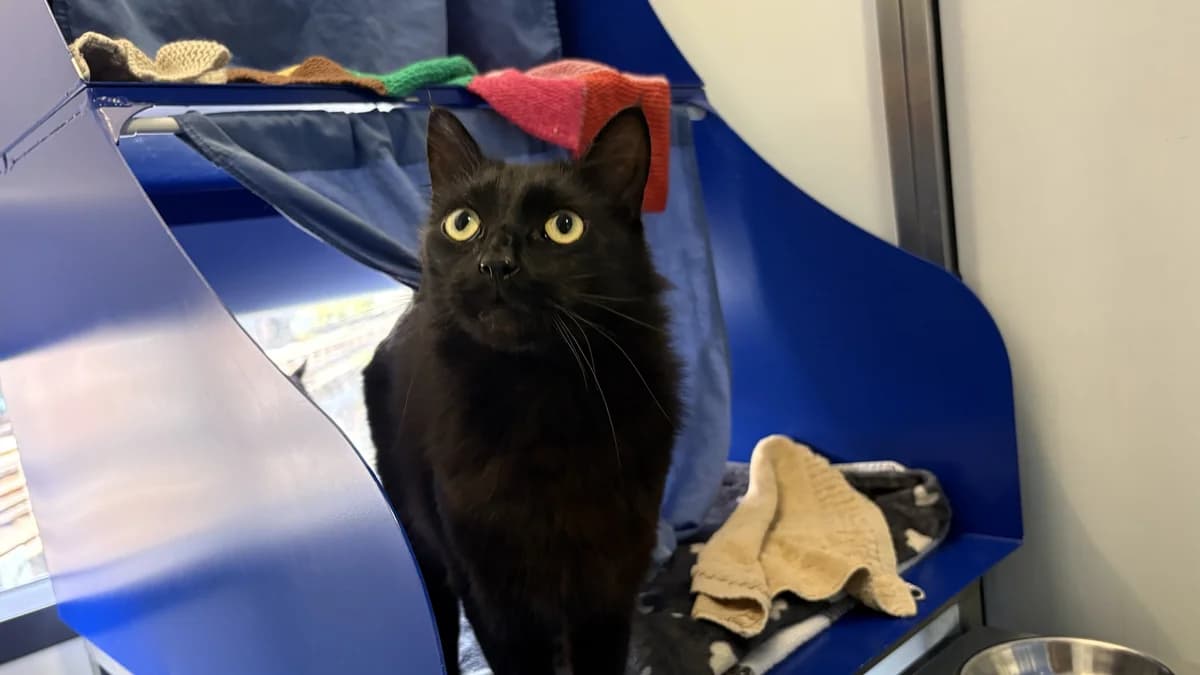 Gus (and Chai), male 3yo mixed breed for adoption at Battersea Dogs & Cats Home, London
