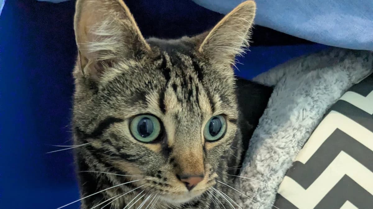 Haggis, male 3yo mixed breed for adoption at Battersea Dogs & Cats Home, London