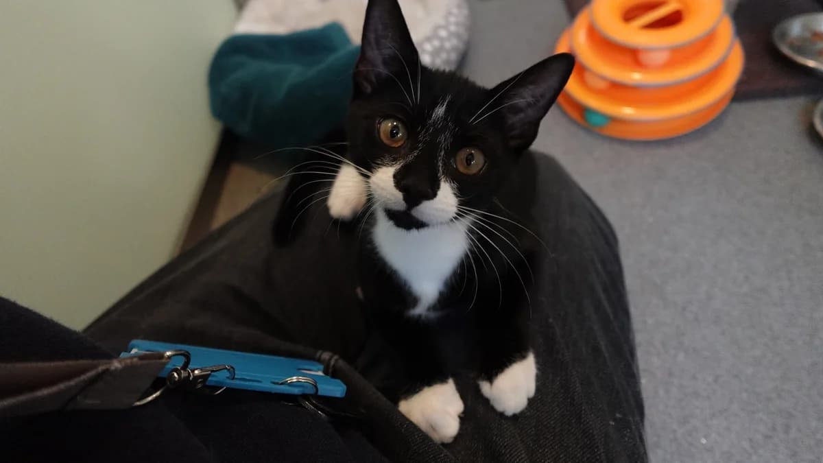 Half-Moon Esquire, male puppy mixed breed for adoption at Battersea Dogs & Cats Home, London