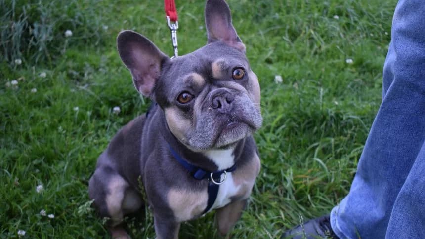 Harris, male 3yo English Bulldog for adoption at Battersea Dogs & Cats Home, London