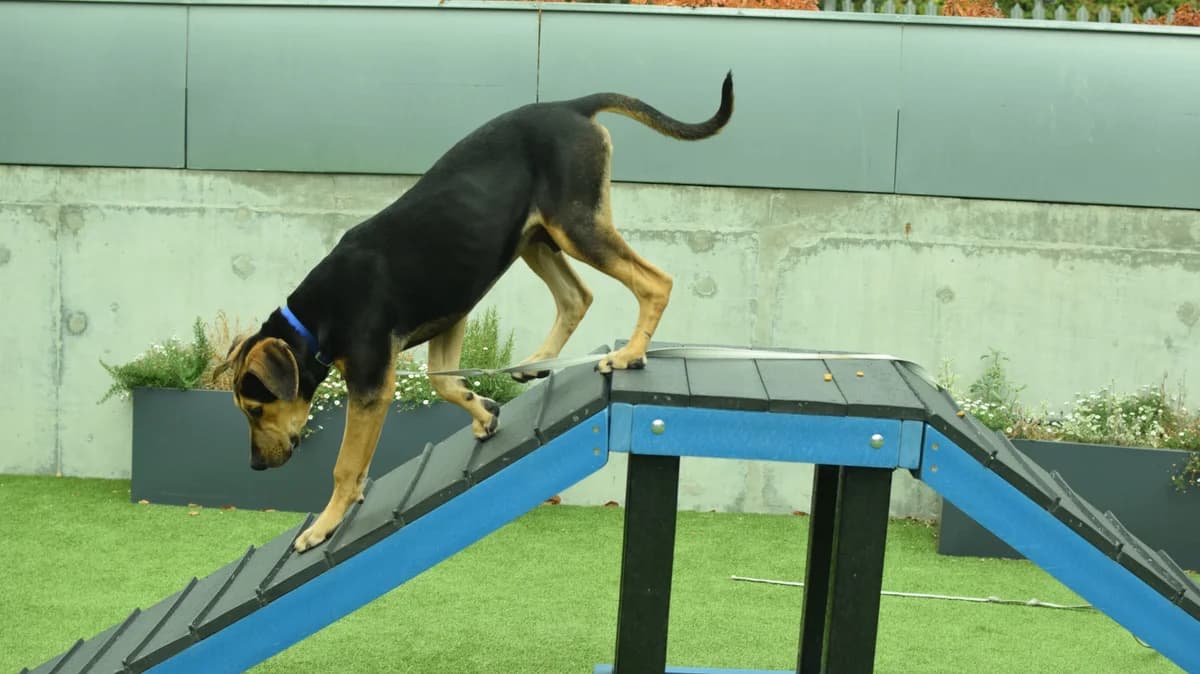 Hector, male puppy Doberman for adoption at Battersea Dogs & Cats Home, London