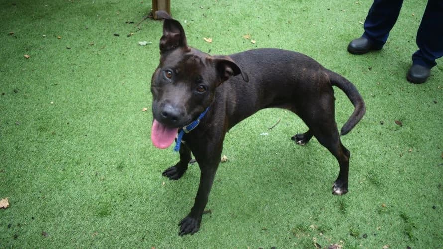 Heidi, female 5yo mixed breed for adoption at Battersea Dogs & Cats Home, London
