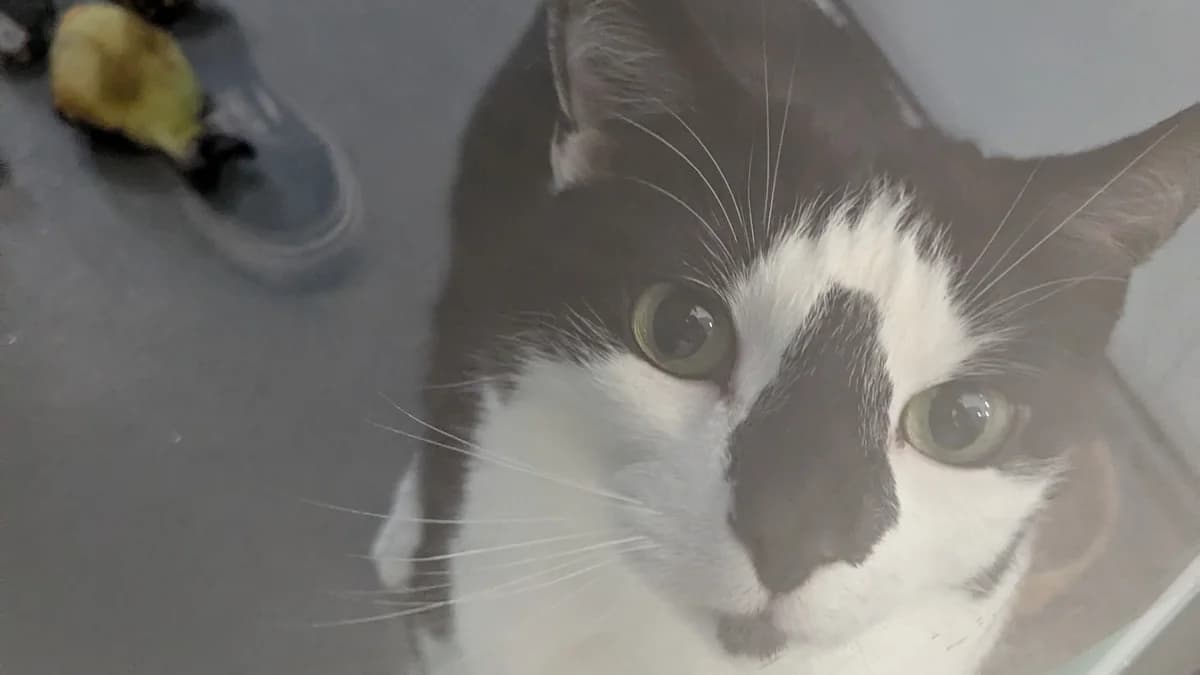 Helsinki, male 5yo mixed breed for adoption at Battersea Dogs & Cats Home, London