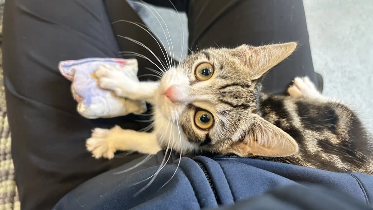 Hopper, female puppy mixed breed for adoption at Battersea Dogs & Cats Home, London