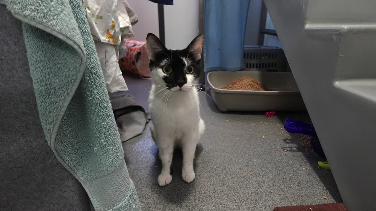 Horatio, male young mixed breed for adoption at Battersea Dogs & Cats Home, London