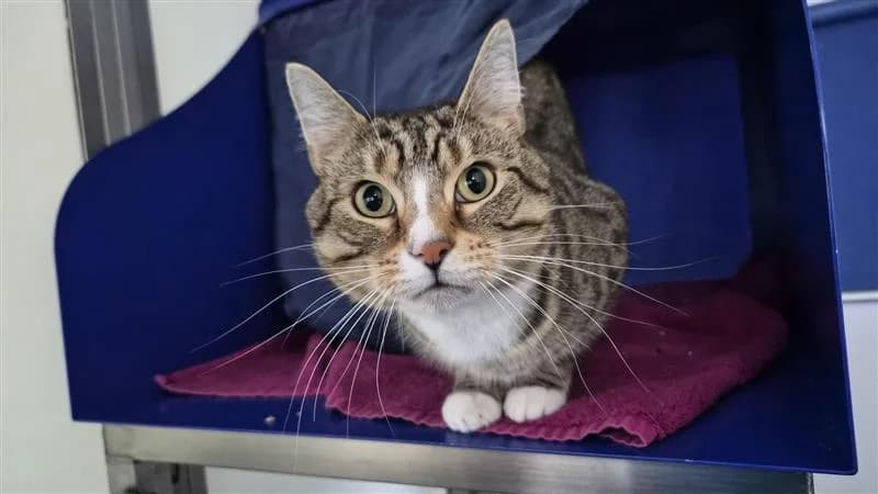 Hovis, male 6yo mixed breed for adoption at Battersea Dogs & Cats Home, London