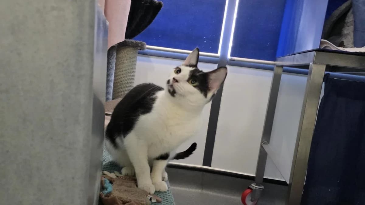 Isadora, female young mixed breed for adoption at Battersea Dogs & Cats Home, London