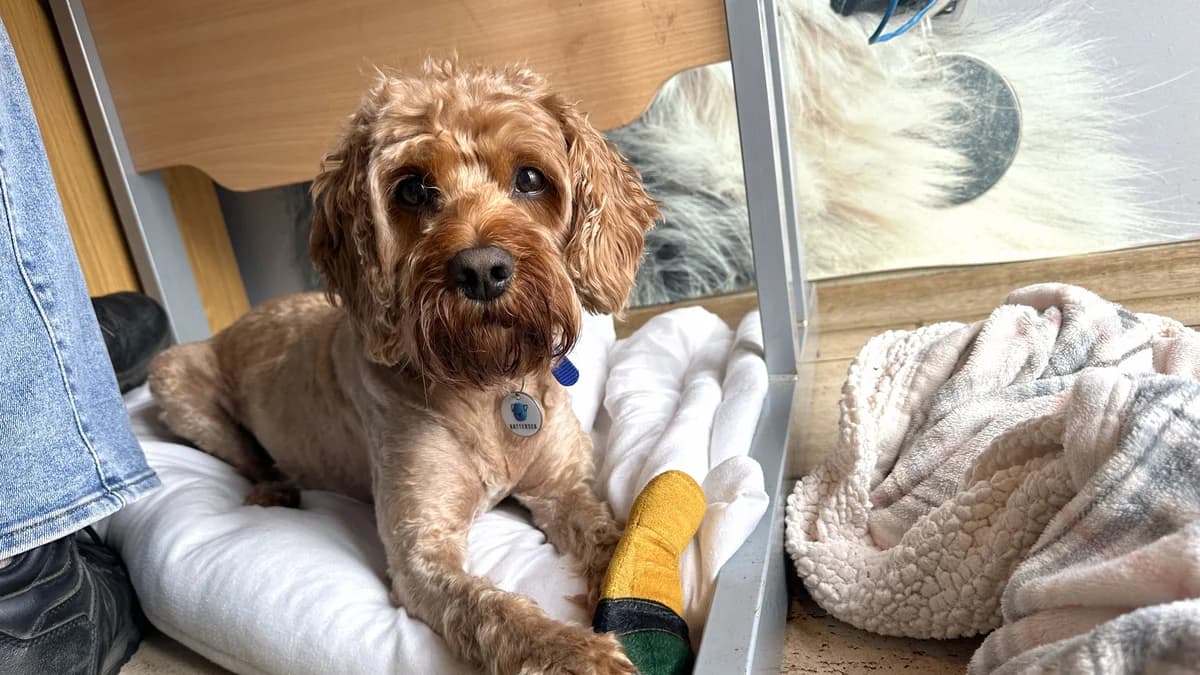 Jack, male senior Cavapoo for adoption at Battersea Dogs & Cats Home, London