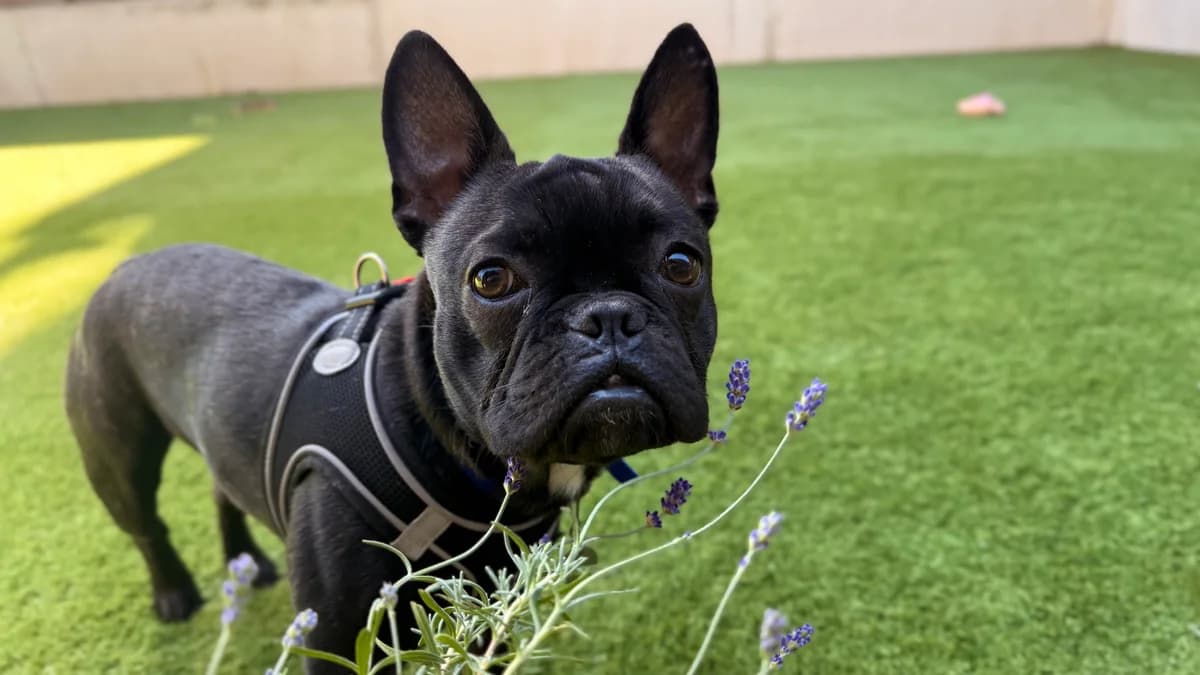Jack Jack, male puppy English Bulldog for adoption at Battersea Dogs & Cats Home, London