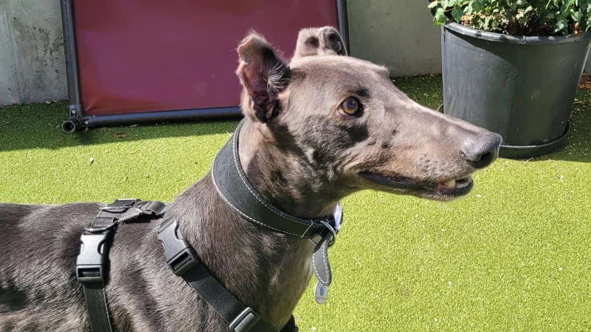 Jake, male 3yo Greyhound for adoption at Battersea Dogs & Cats Home, London