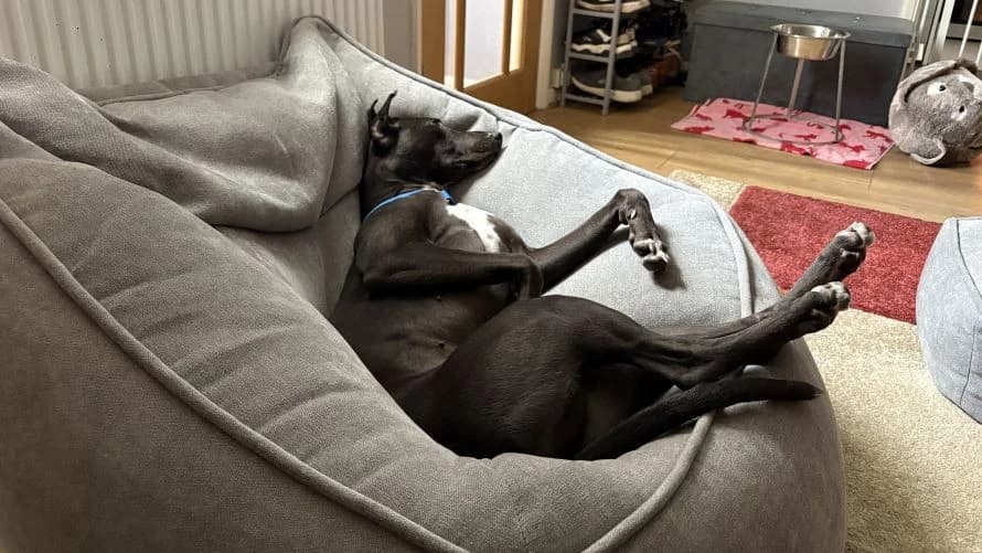 Jasmine, female 4yo Lurcher for adoption at Battersea Dogs & Cats Home, London