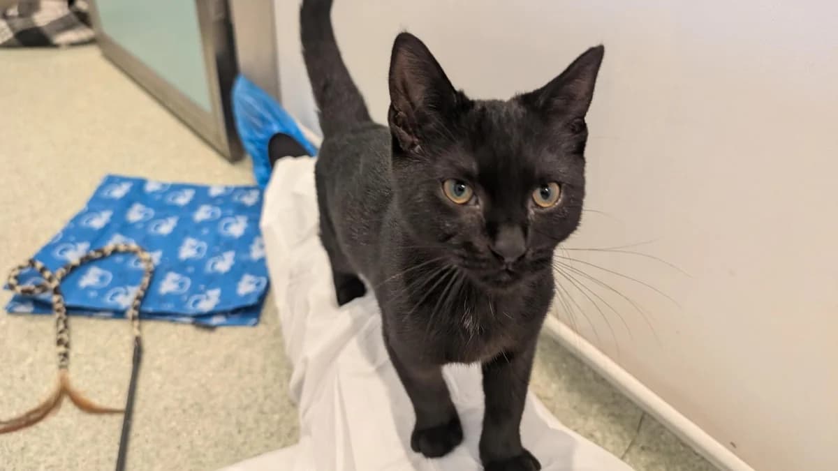 Jasper (BBH CAT), male puppy mixed breed for adoption at Battersea Dogs & Cats Home, London