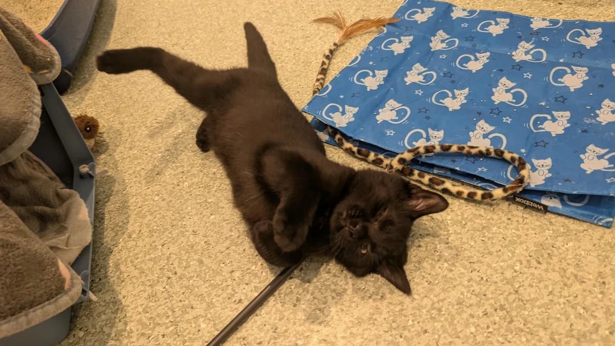 Jemima (BBH CAT), female puppy mixed breed for adoption at Battersea Dogs & Cats Home, London