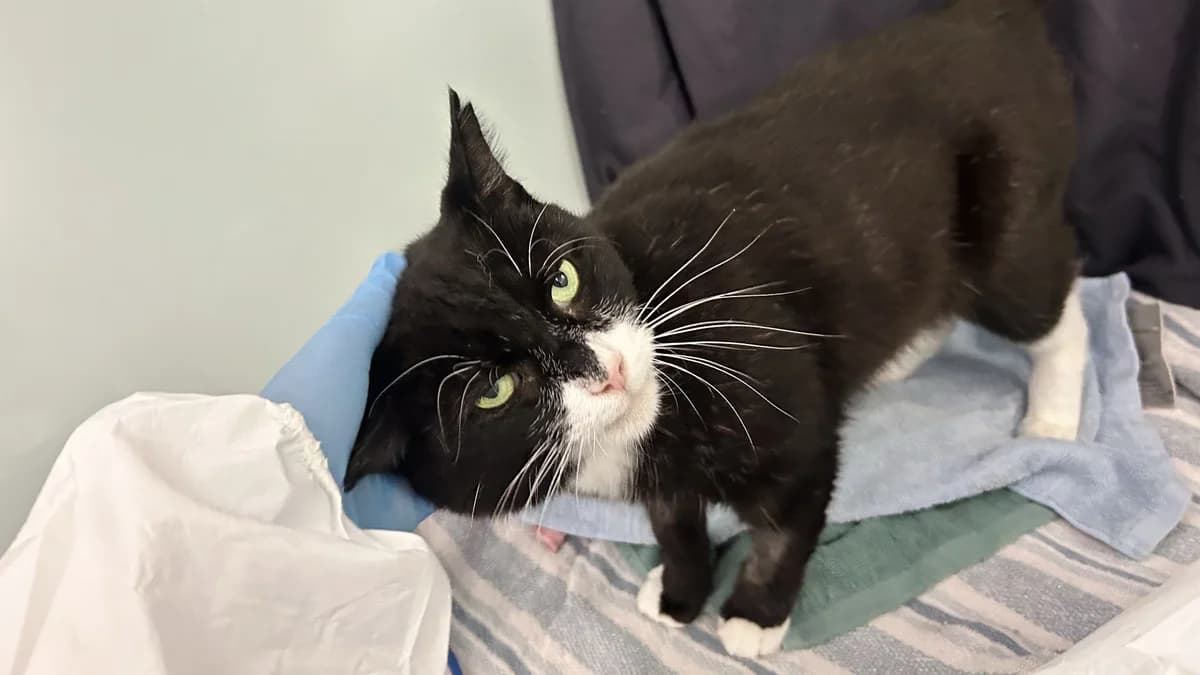 Jerry, male senior mixed breed for adoption at Battersea Dogs & Cats Home, London