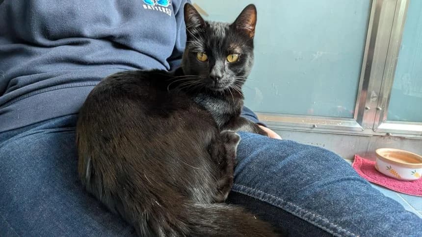 Jiji (BBH Cat), male young mixed breed for adoption at Battersea Dogs & Cats Home, London