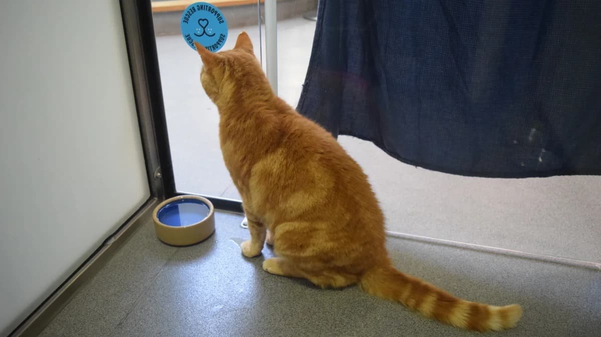 Joe Whiskason, male senior mixed breed for adoption at Battersea Dogs & Cats Home, London
