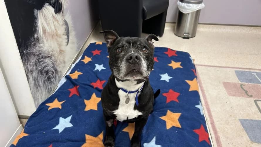 Karl, male senior mixed breed for adoption at Battersea Dogs & Cats Home, London