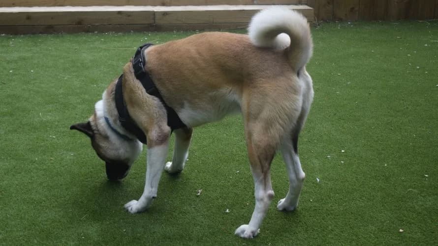 Kenji, male 3yo Akita for adoption at Battersea Dogs & Cats Home, London