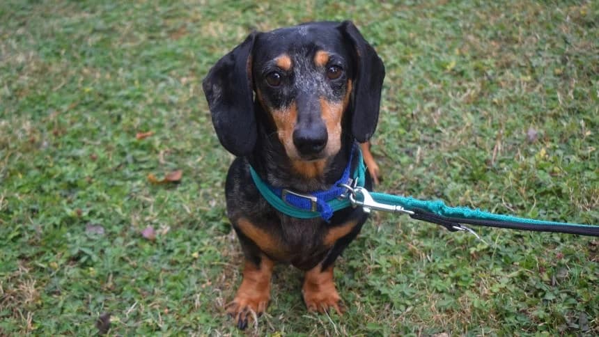 Kiev, male 5yo Dachshund for adoption at Battersea Dogs & Cats Home, London
