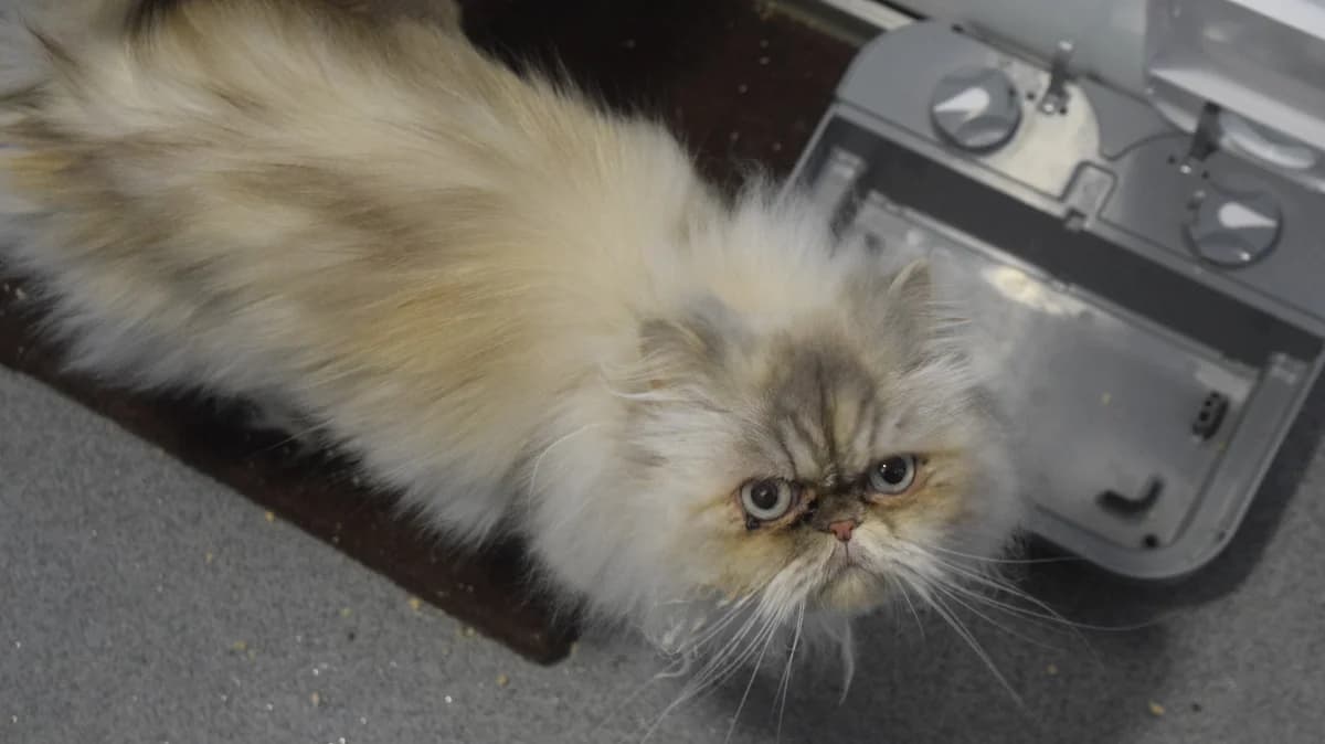 Kika, female 7yo Persian for adoption at Battersea Dogs & Cats Home, London