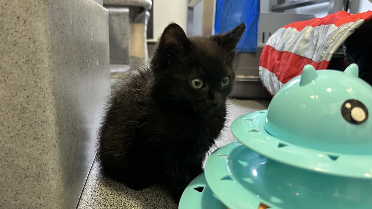 KIWI, female puppy Mixed Breed for adoption at Battersea Dogs & Cats Home, London
