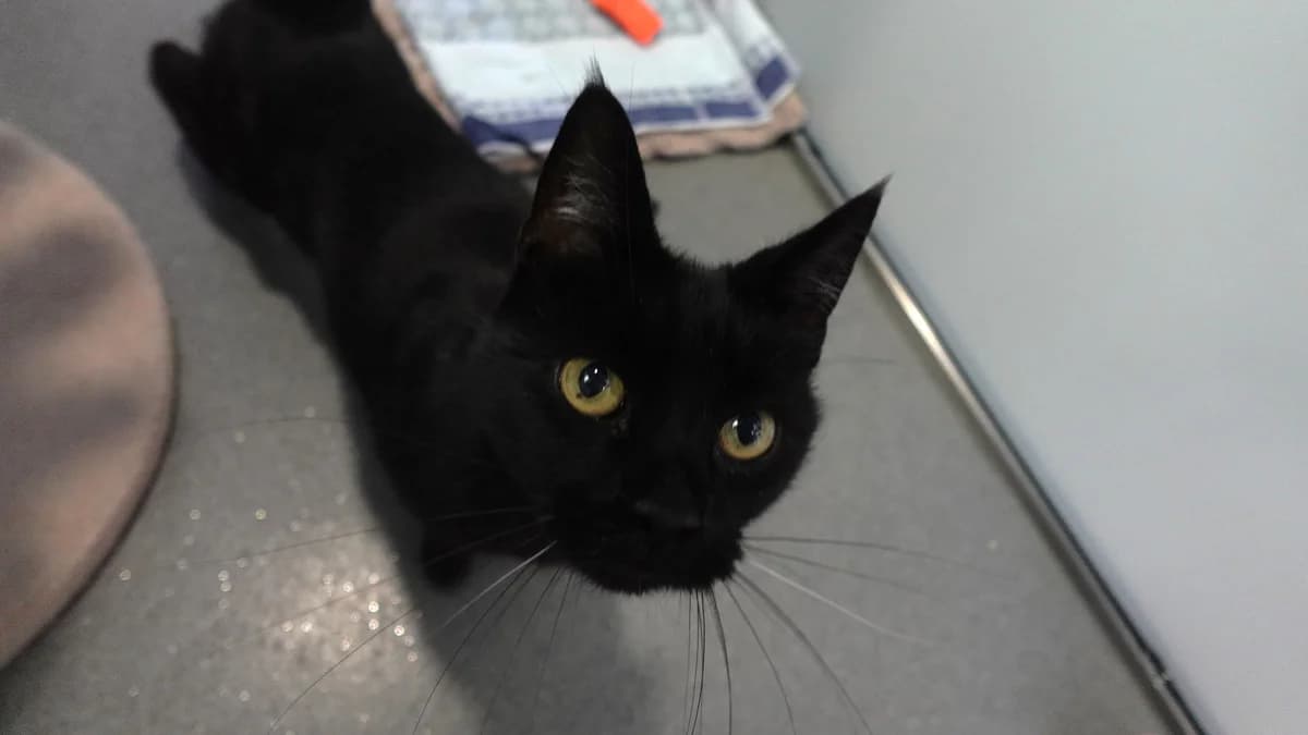 Kiwi, male senior mixed breed for adoption at Battersea Dogs & Cats Home, London