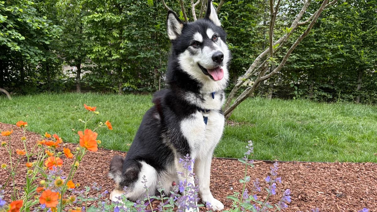 Knox, male 3yo Husky for adoption at Battersea Dogs & Cats Home, London