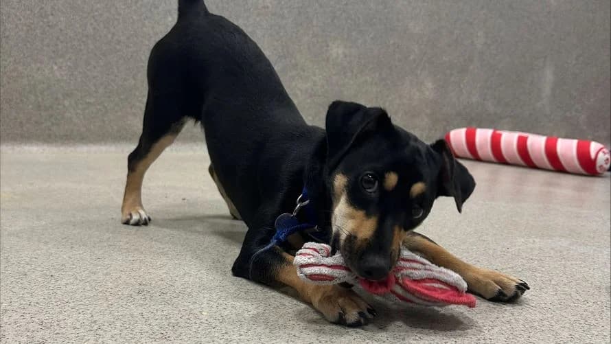 Lainey (BOW DOG), female young mixed breed for adoption at Battersea Dogs & Cats Home, London