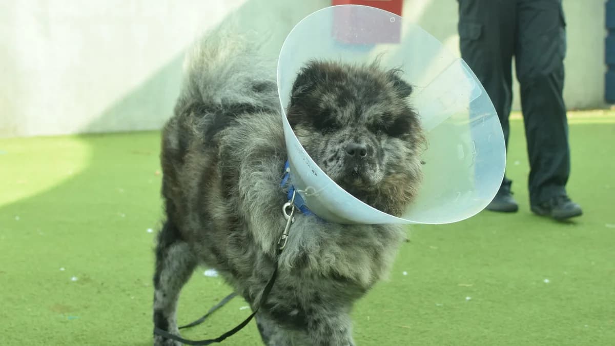 Lala, female young Chow Chow for adoption at Battersea Dogs & Cats Home, London