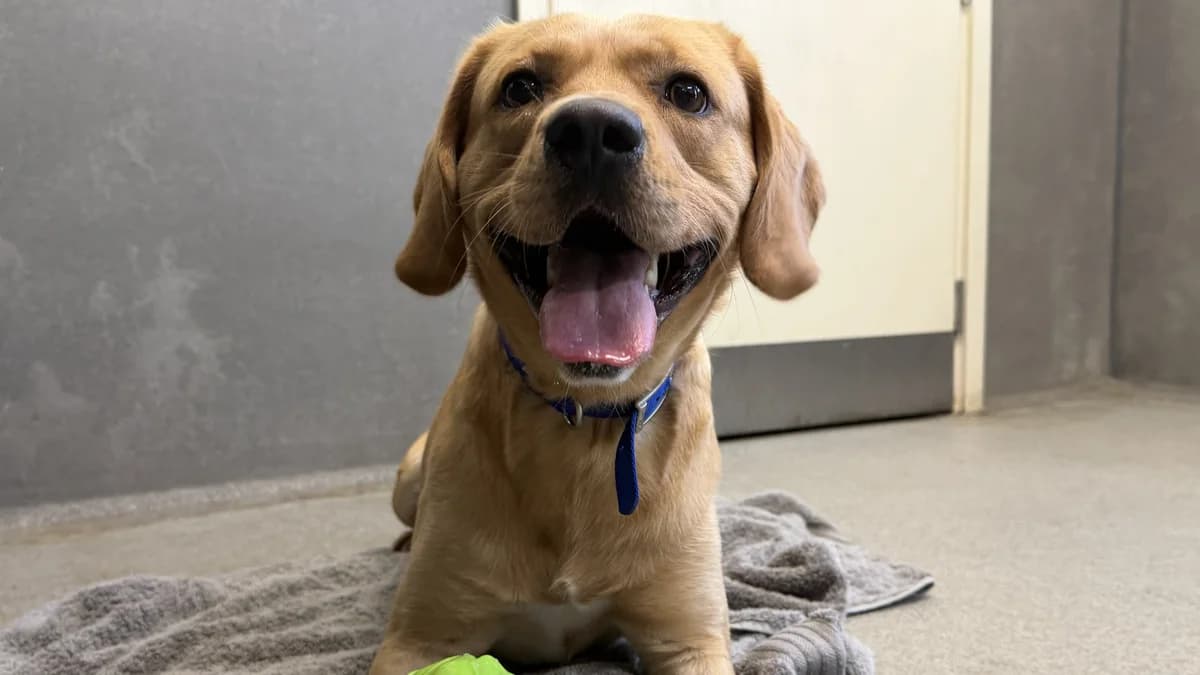 Larry, male young mixed breed for adoption at Battersea Dogs & Cats Home, London