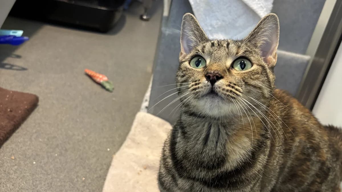 Lashes, female puppy mixed breed for adoption at Battersea Dogs & Cats Home, London