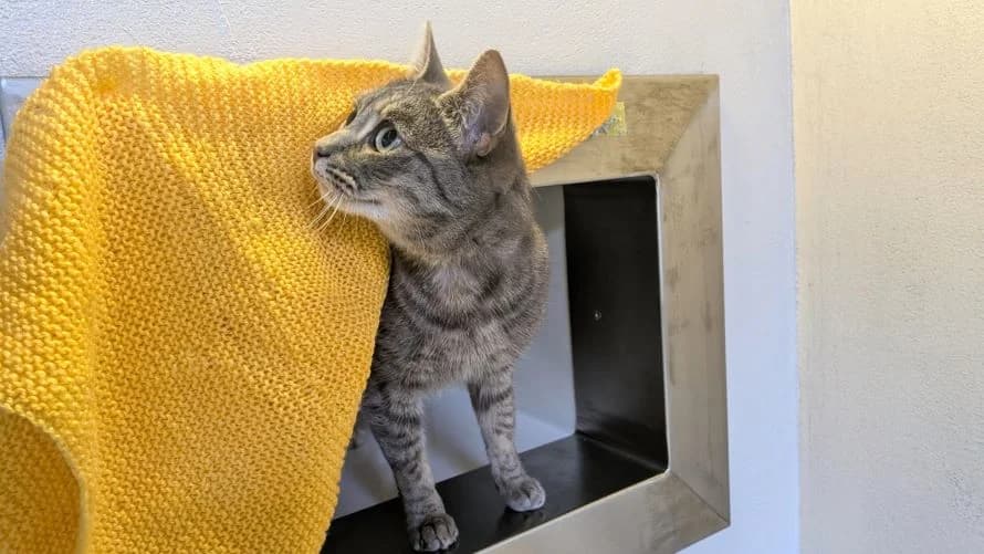 Leah, female 4yo mixed breed for adoption at Battersea Dogs & Cats Home, London
