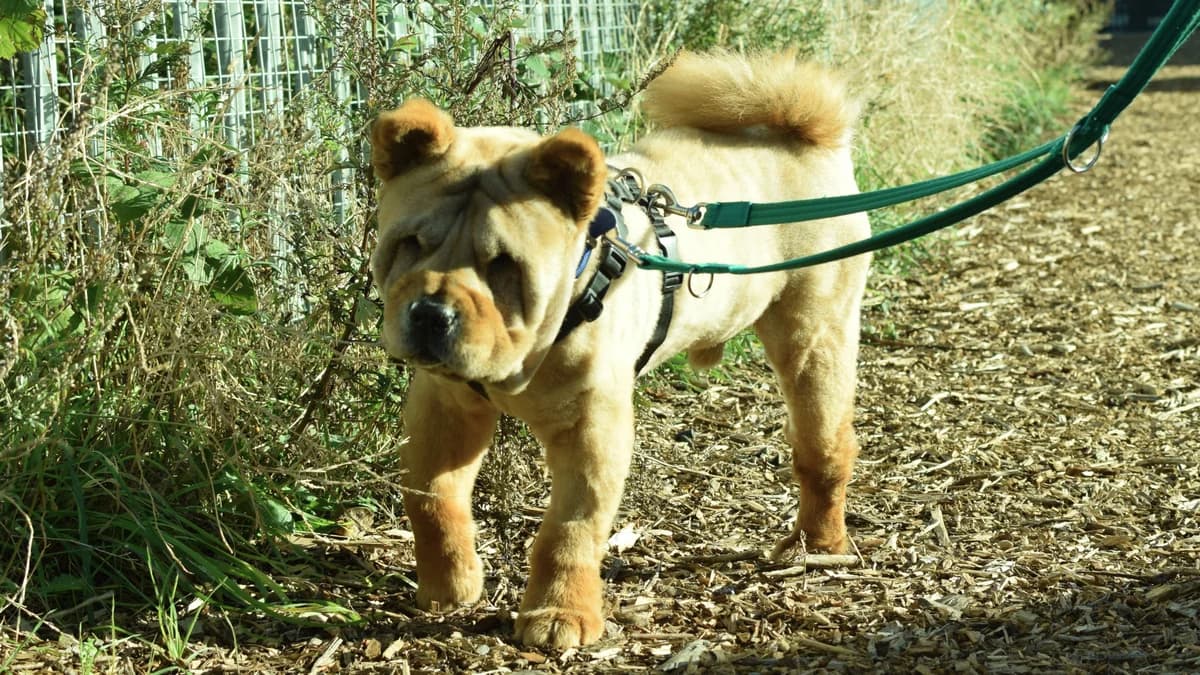 Leo, male 7yo Chow Chow for adoption at Battersea Dogs & Cats Home, London