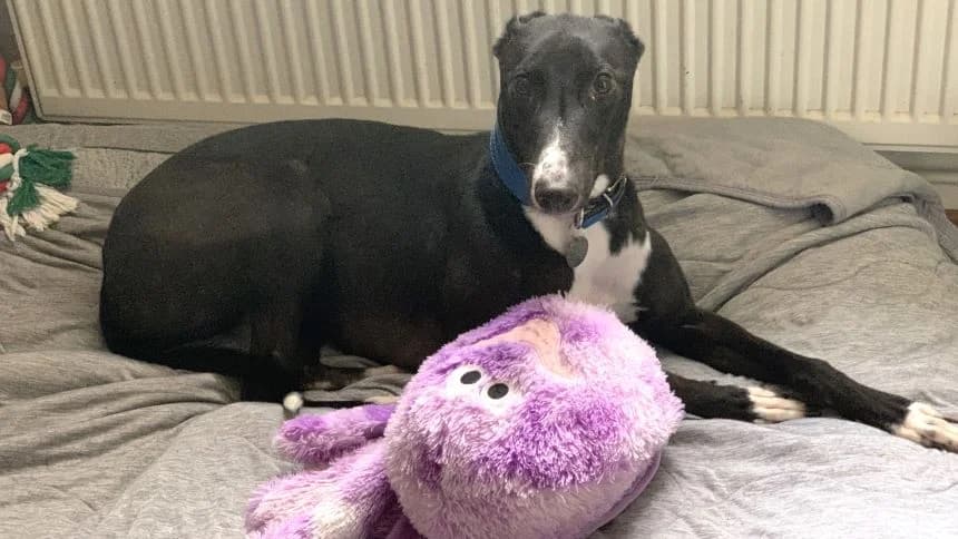 Leon, male young Greyhound for adoption at Battersea Dogs & Cats Home, London