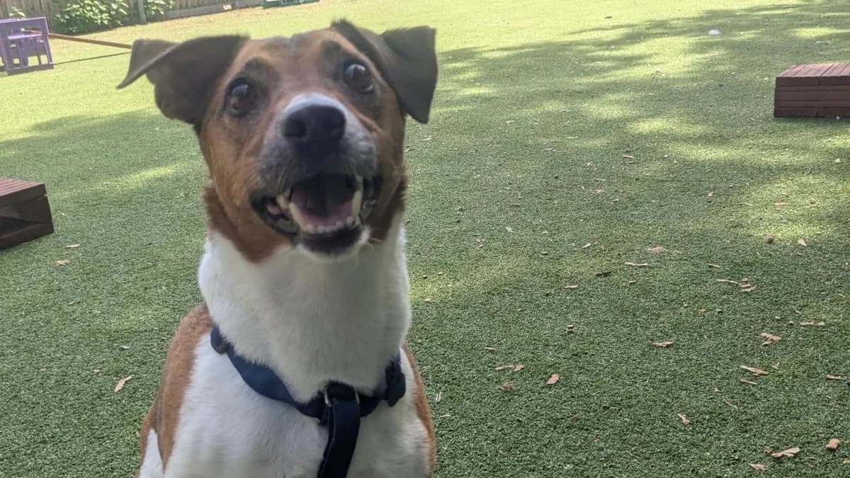 Levi, male 6yo mixed breed for adoption at Battersea Dogs & Cats Home, London