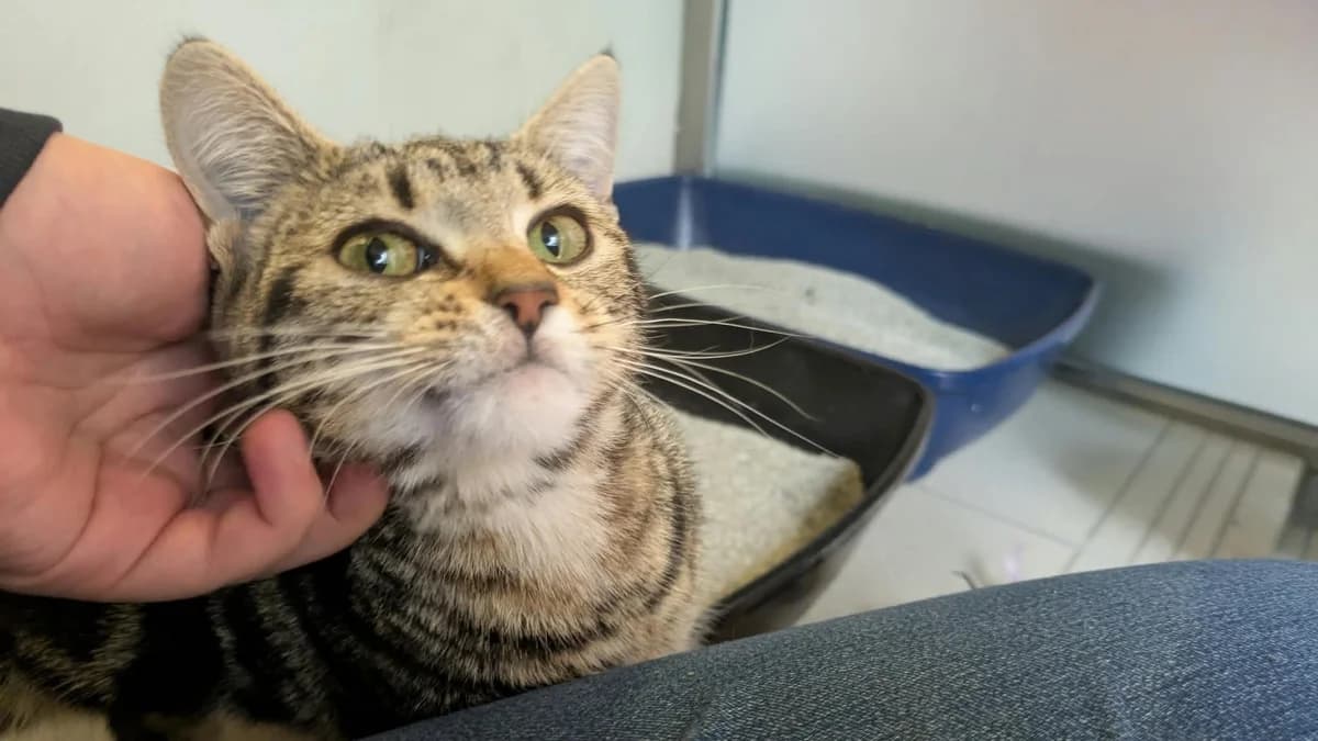 Lila, female puppy mixed breed for adoption at Battersea Dogs & Cats Home, London