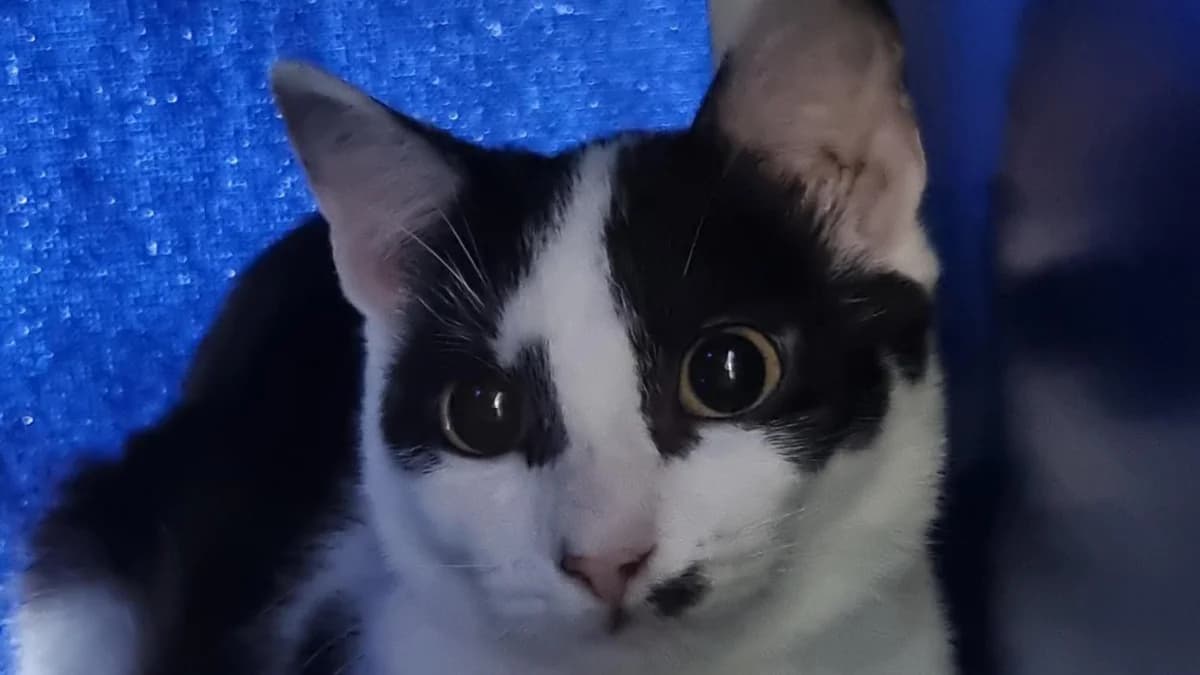Lily Pad, female young mixed breed for adoption at Battersea Dogs & Cats Home, London