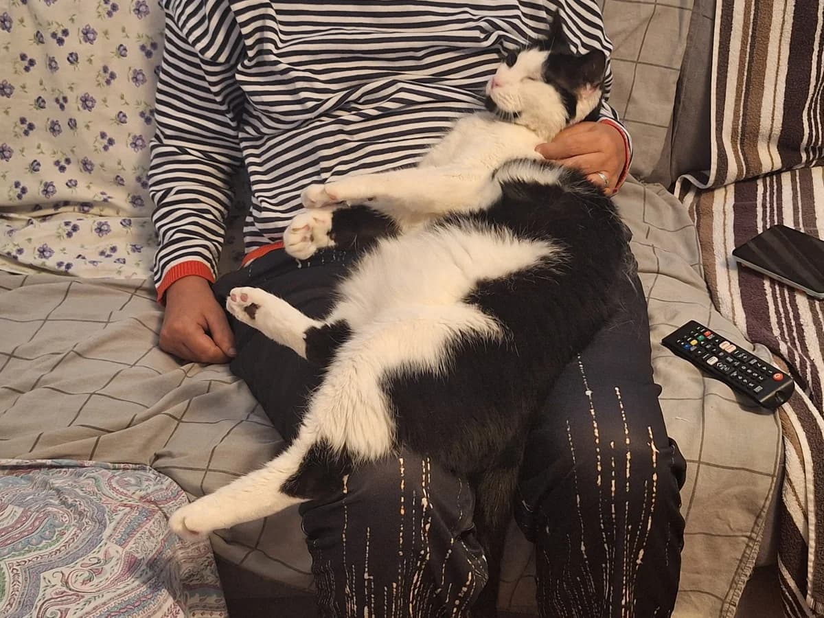 Little Milo, male 6yo mixed breed for adoption at Battersea Dogs & Cats Home, London