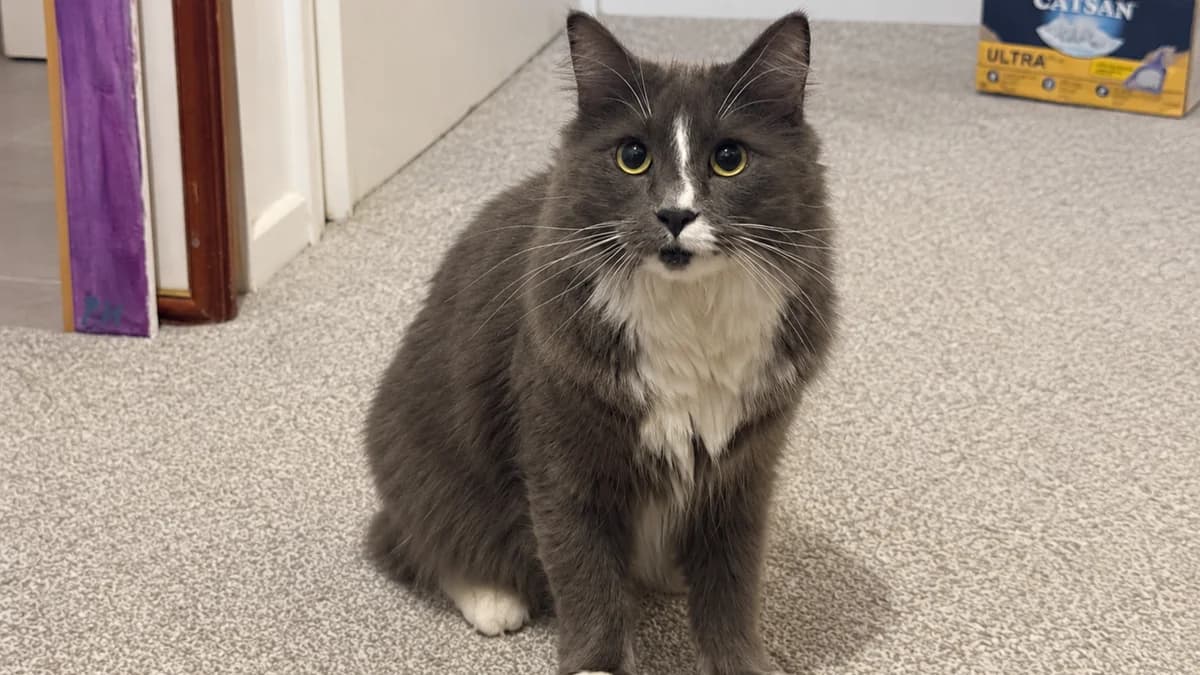 Loki, male young mixed breed for adoption at Battersea Dogs & Cats Home, London