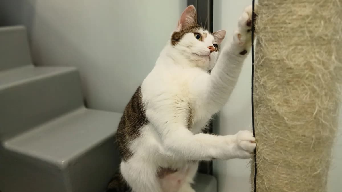 Lola Bunny, female 3yo mixed breed for adoption at Battersea Dogs & Cats Home, London