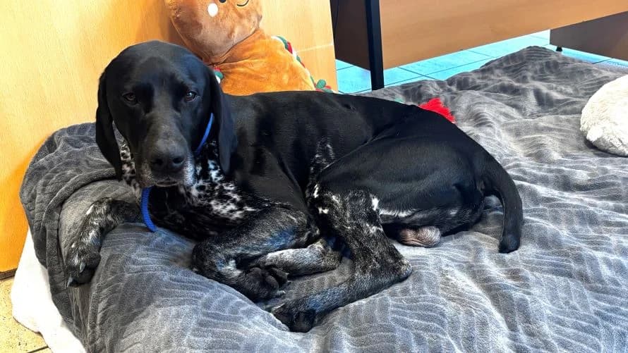 Louie, male 3yo Pointer for adoption at Battersea Dogs & Cats Home, London