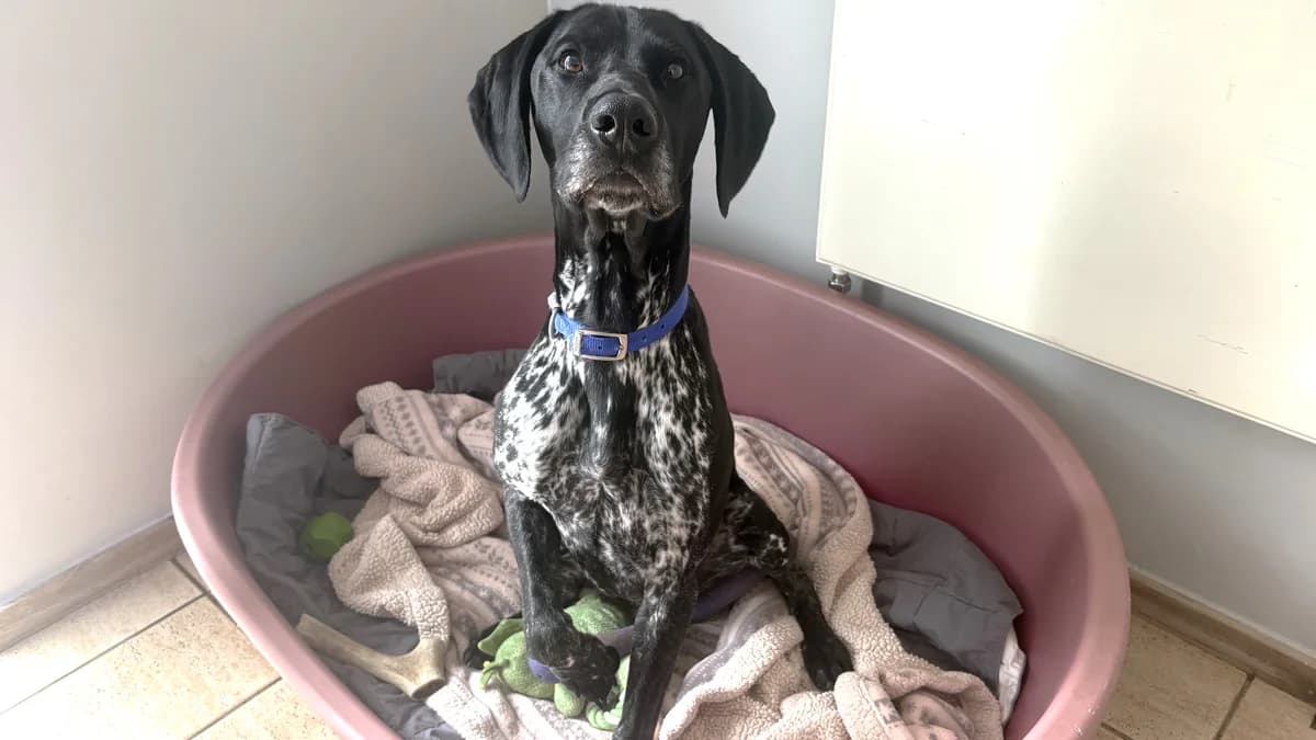 Louie, male 4yo Pointer for adoption at Battersea Dogs & Cats Home, London