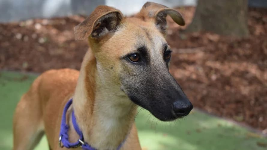 Lumi, female puppy Lurcher for adoption at Battersea Dogs & Cats Home, London