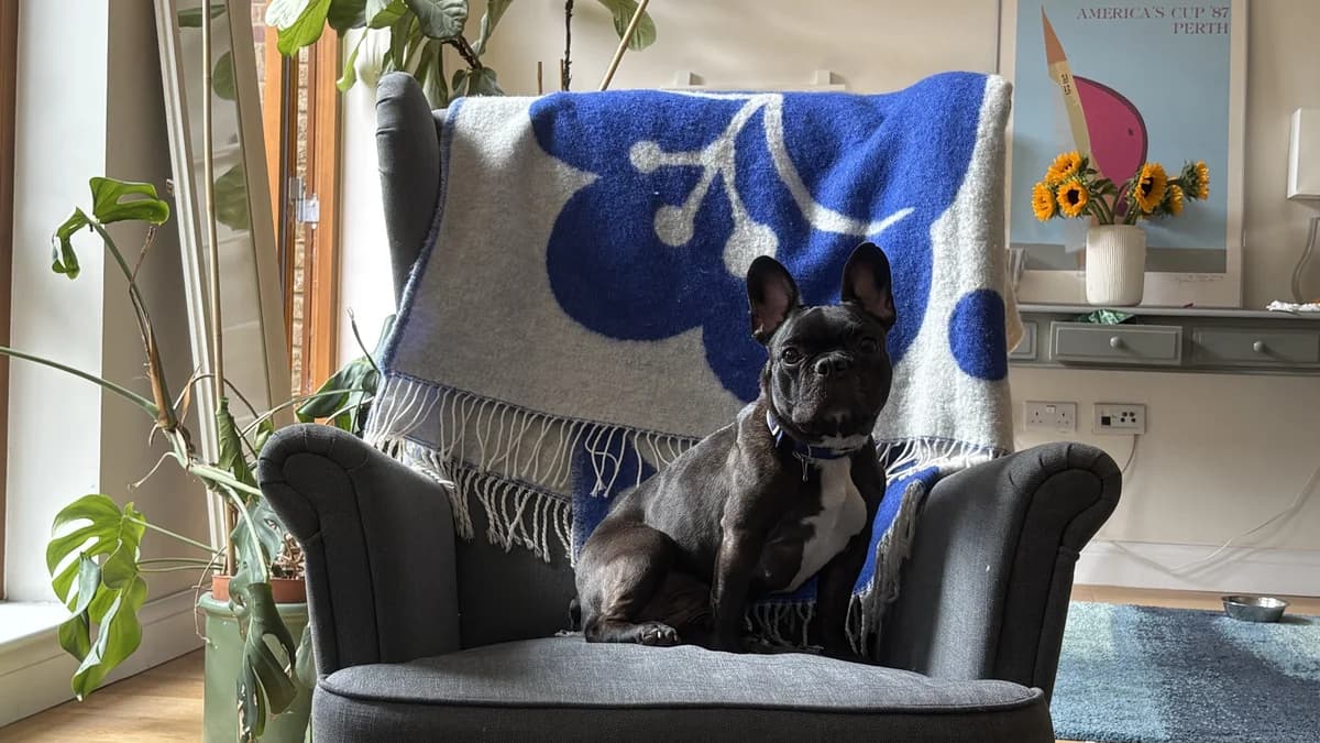 Luna, female 6yo English Bulldog for adoption at Battersea Dogs & Cats Home, London