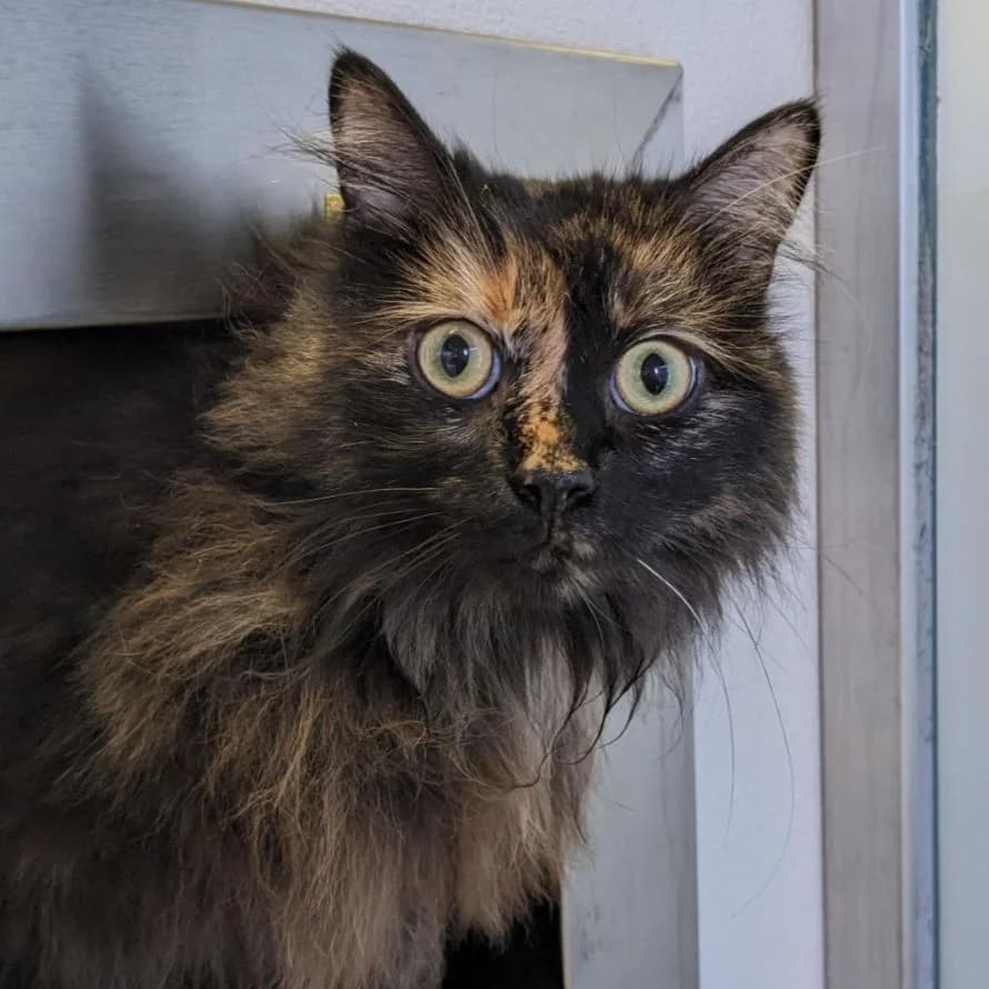 Luna, female mixed breed for adoption at London