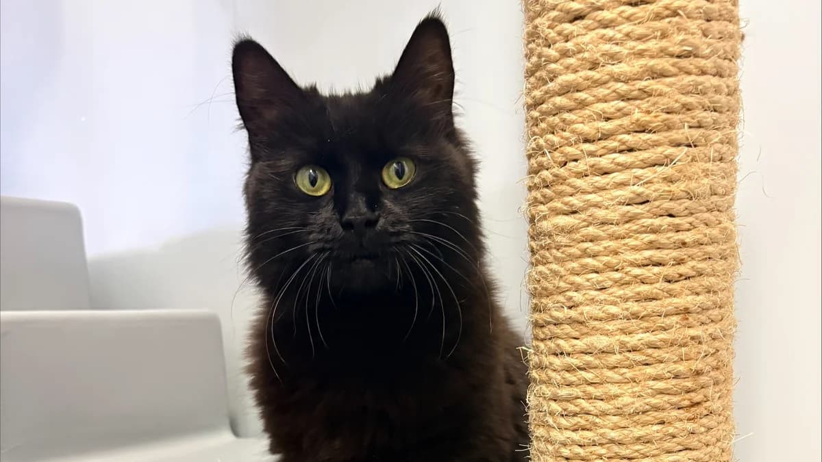 Magic, female 3yo mixed breed for adoption at Battersea Dogs & Cats Home, London